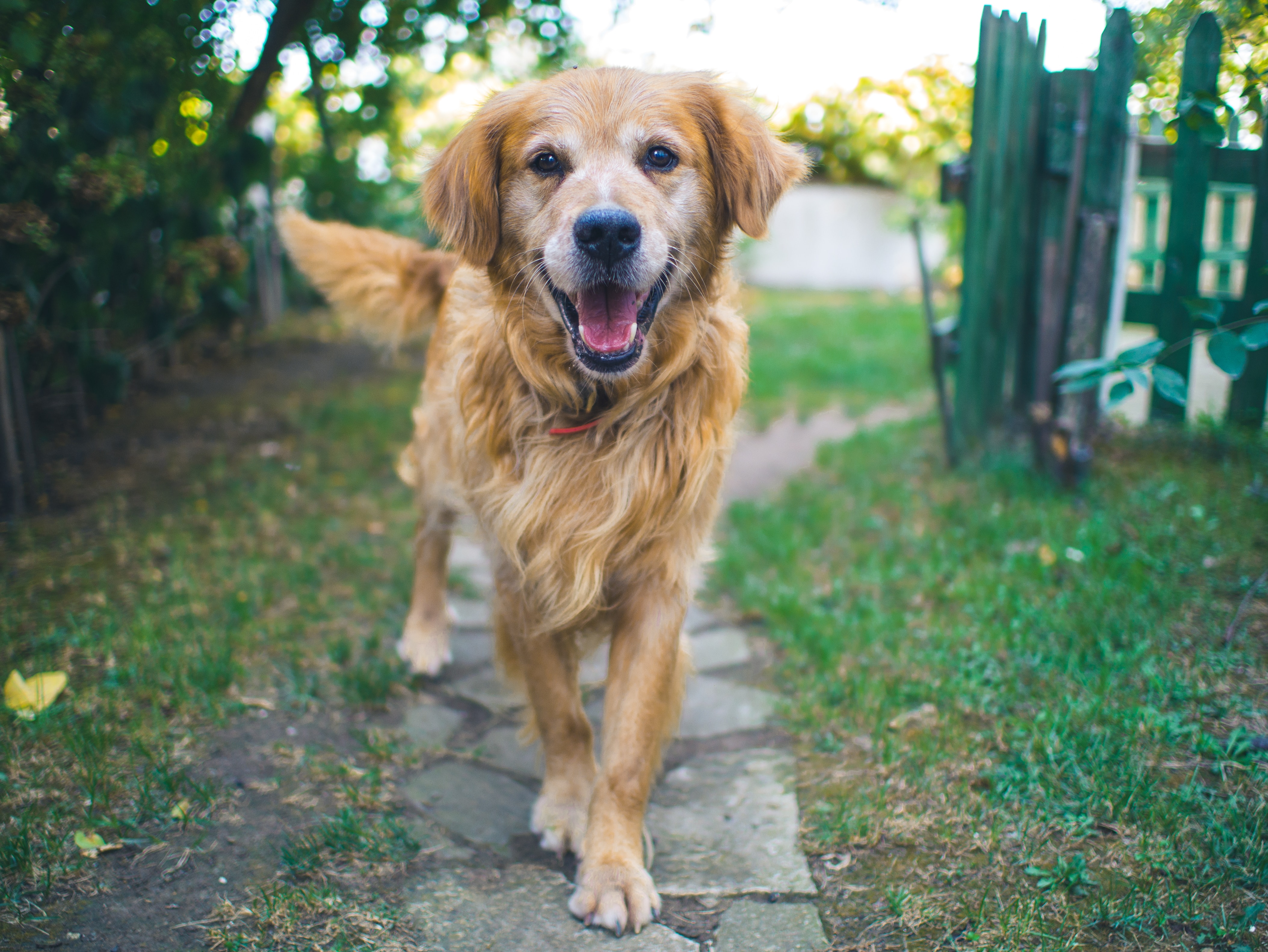 Chien-qui-marche