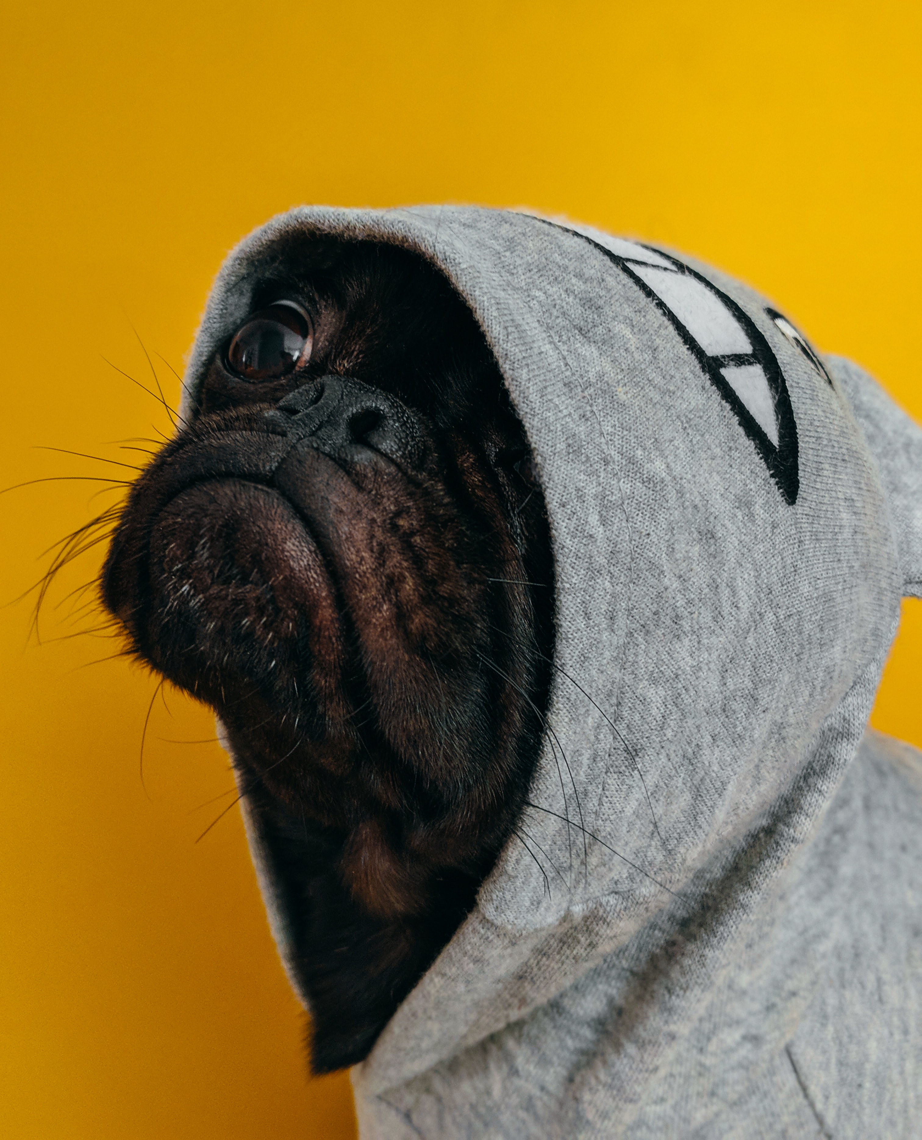 Chien-avec-un-sweat