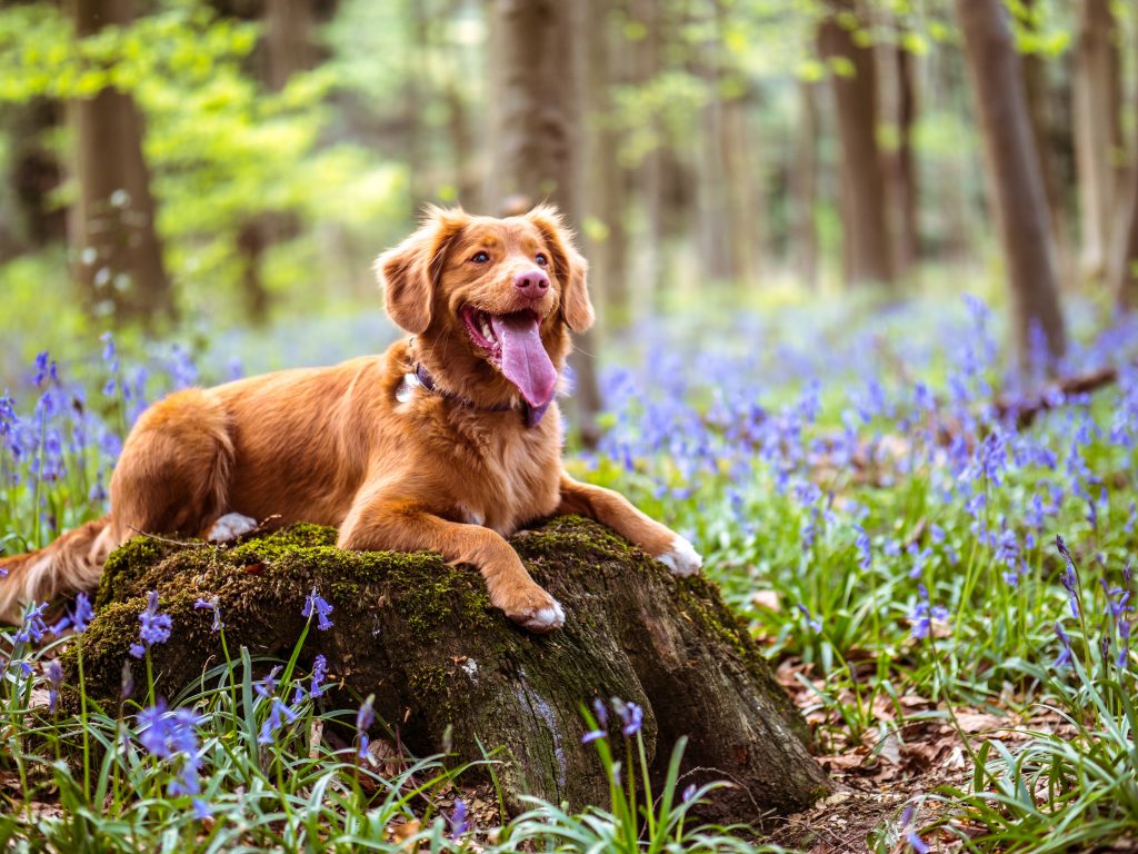 Chien-heureux-dans-la-foret