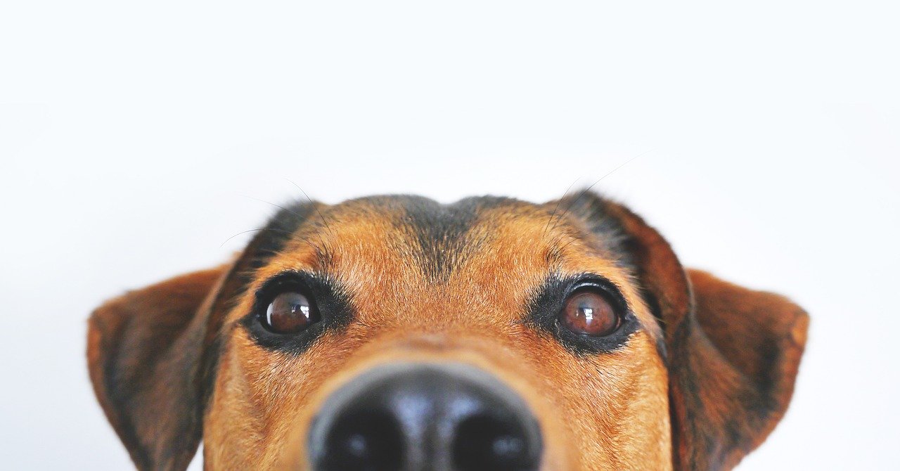 Penser à faire dresser son chien de compagnie.