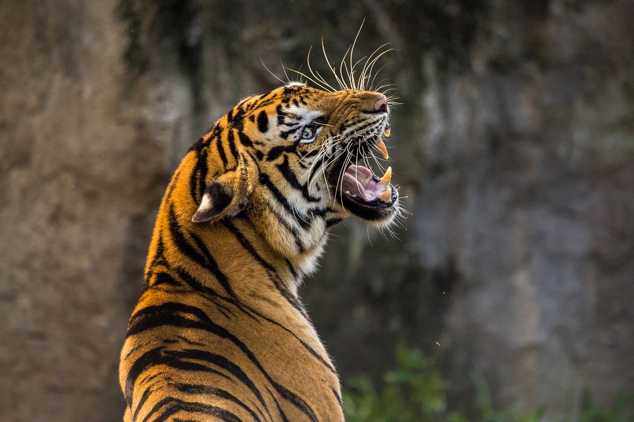 Comment devenir un soigneur animalier? 