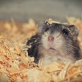 Le hamster est-il un bon animal de compagnie?