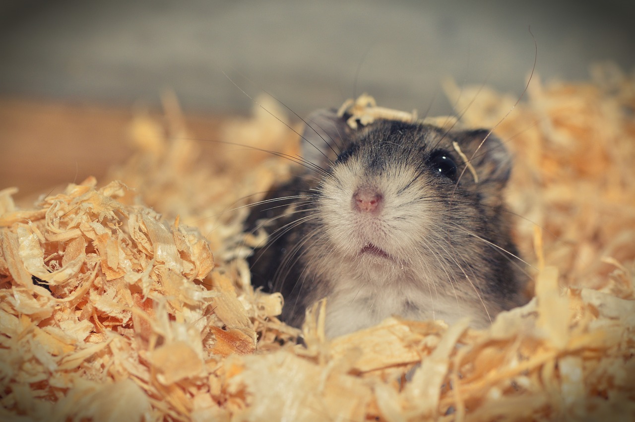 Le hamster est-il un bon animal de compagnie?